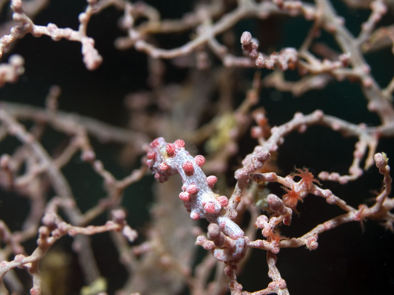Seaventures House Reef, Pygmy Seahorse
